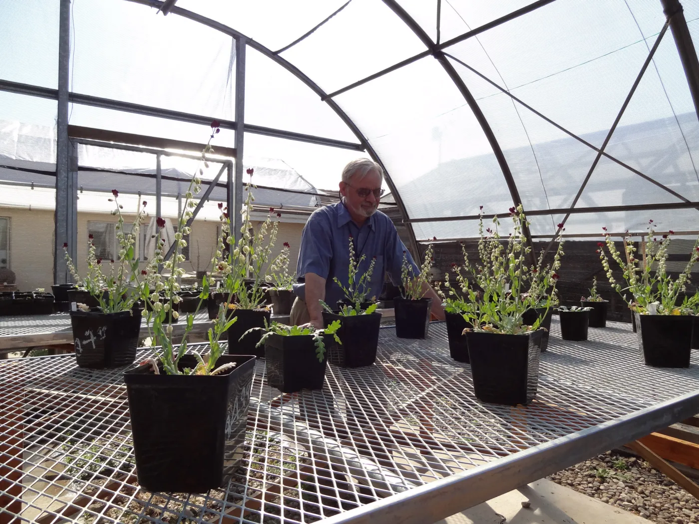 Conservation growing area, Santa Barbara jewelflower, Caulanthus amplexicaulis var barbarae, Dieter Wilken