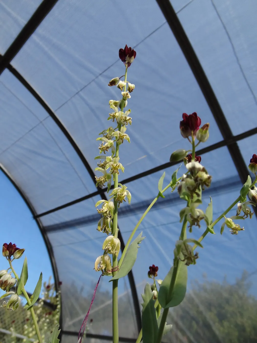 Conservation growing area, Santa Barbara jewelflower, Caulanthus amplexicaulis var barbarae