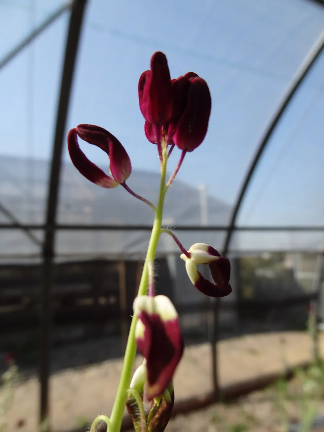 Conservation growing area, Santa Barbara jewelflower, Caulanthus amplexicaulis var barbarae