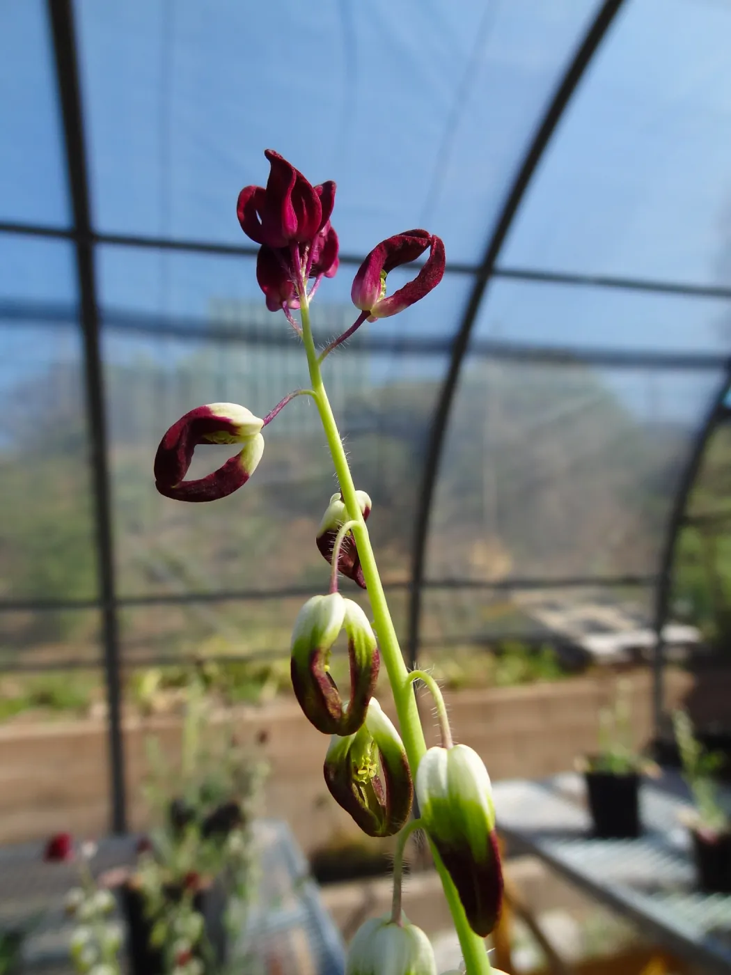 Conservation growing area, Santa Barbara jewelflower, Caulanthus amplexicaulis var barbarae