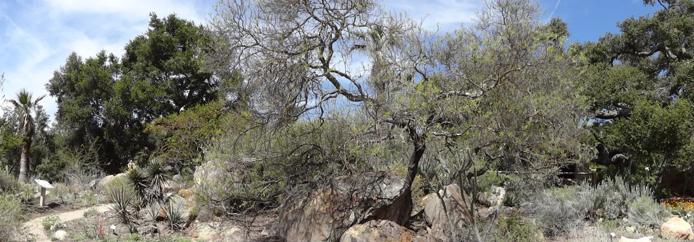 Desert Section, panorama