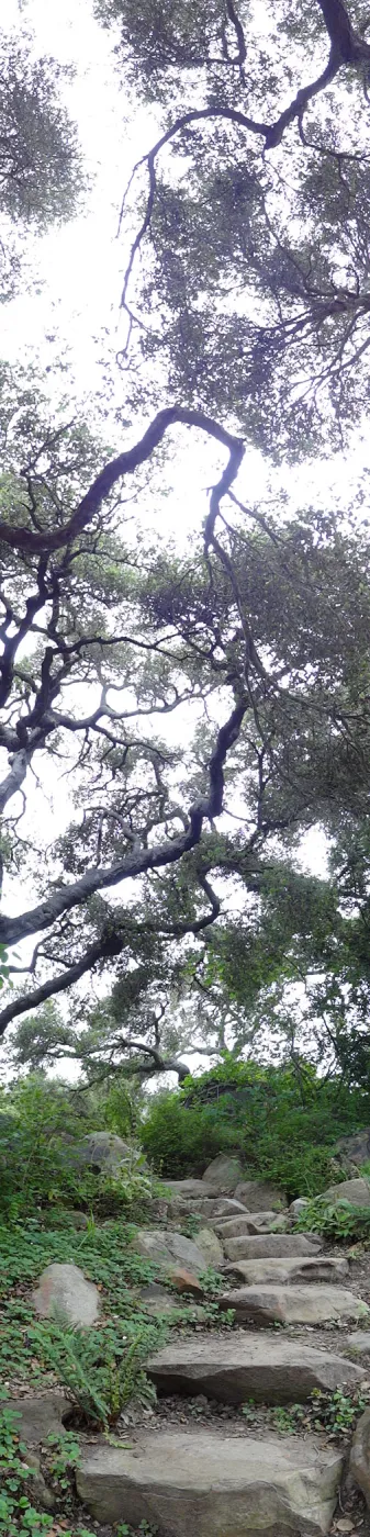 stone steps to the Manzanita Section, oak canopy, tall panorama