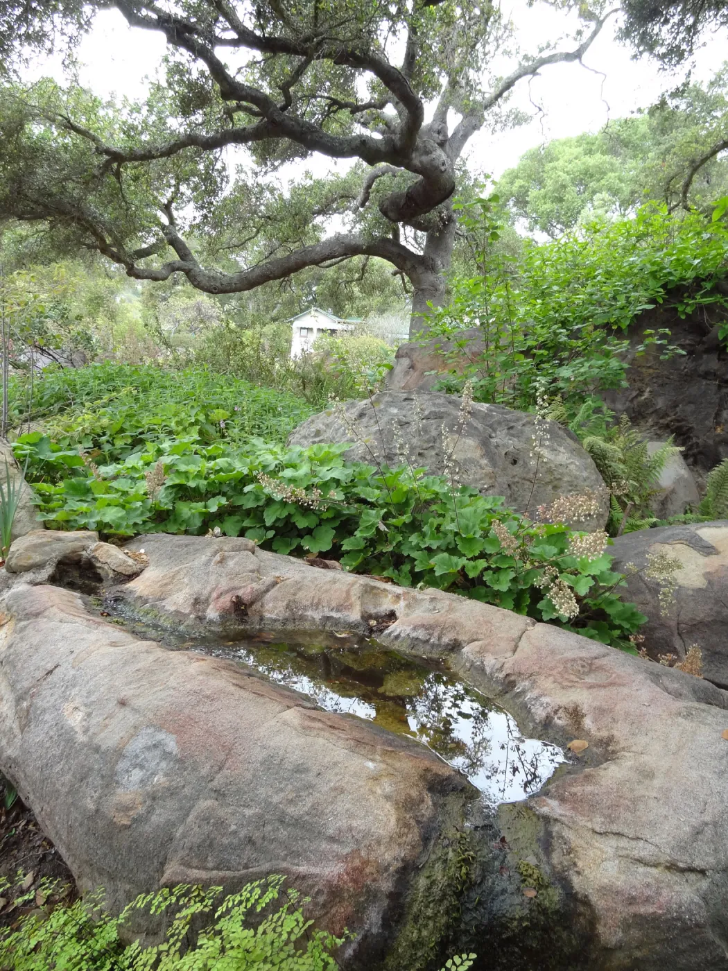 rock pool, Manzanita Section