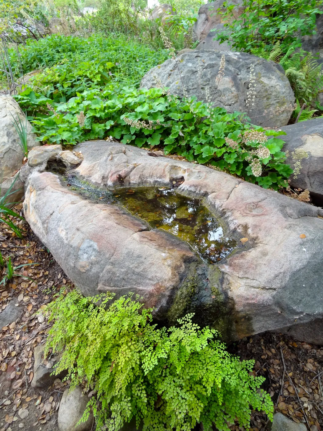 rock pool, Manzanita Section