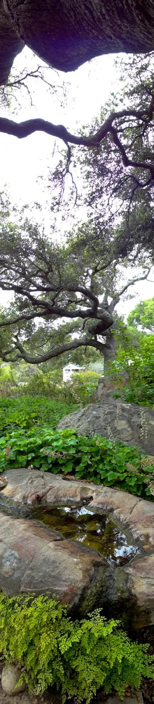 tall panorama, Manzanita Section