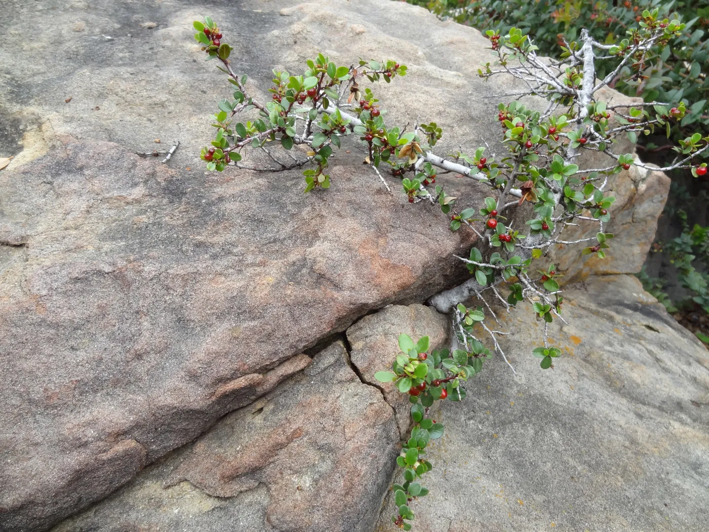 Manzanita Section, sandstone boulder