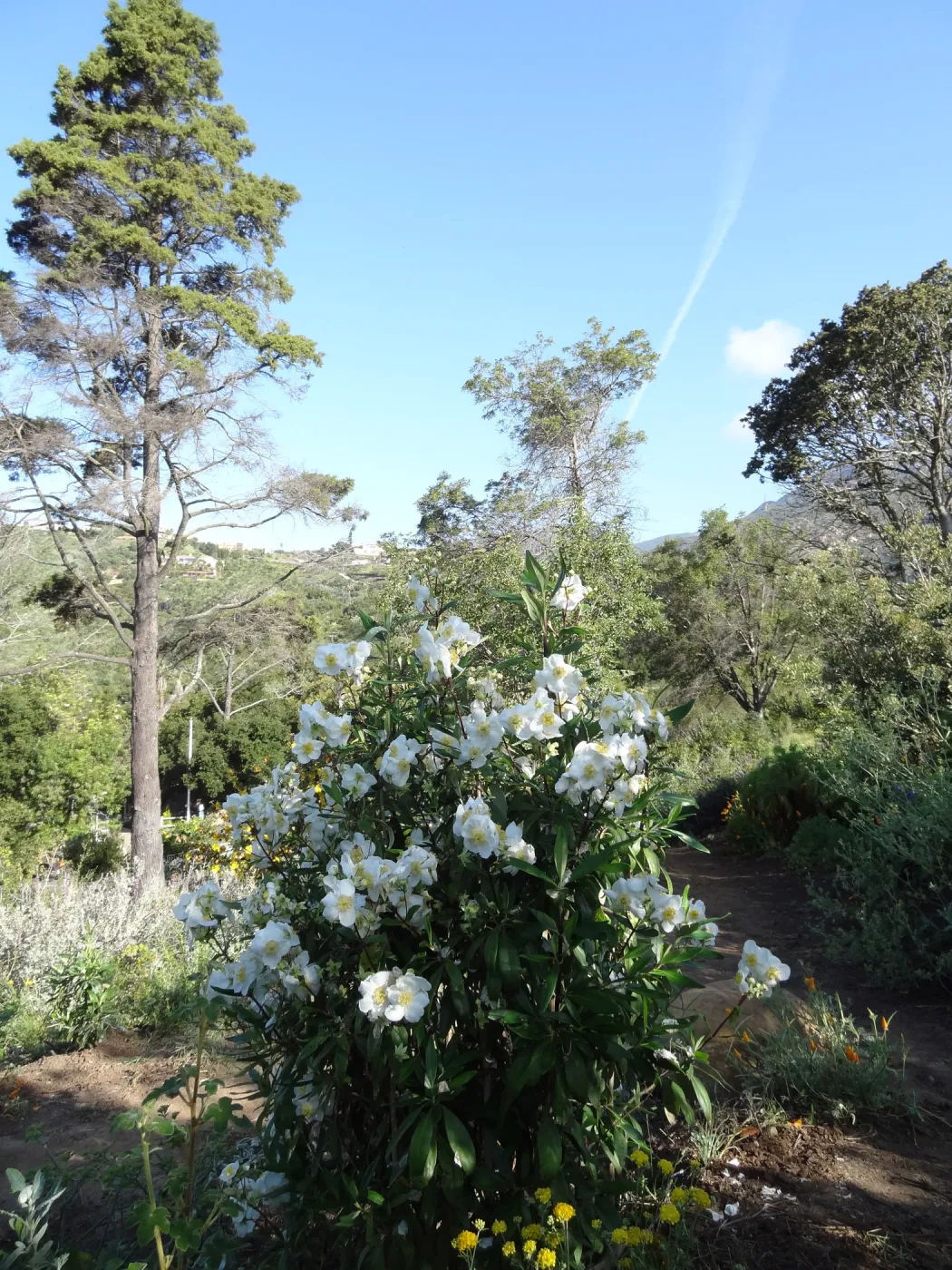 carpenteria californica in bloom, Porter Trail