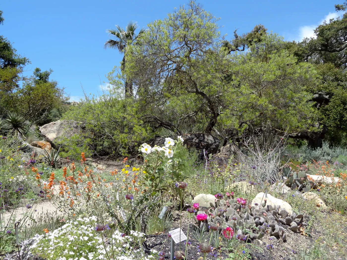 Desert Section in bloom