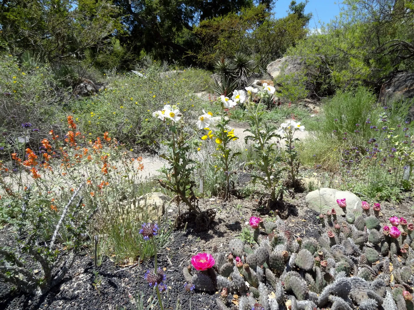 Desert Section in bloom