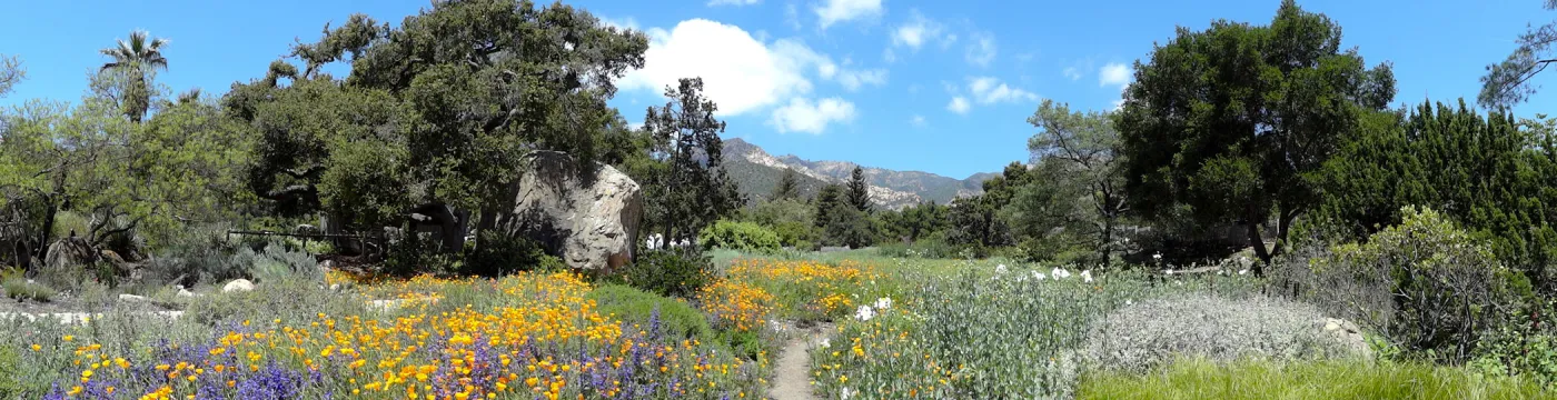 wildflowers in the lower Meadow, Spring 2012, Blaksley Boulder, view to La Cumbre Peak, panorama