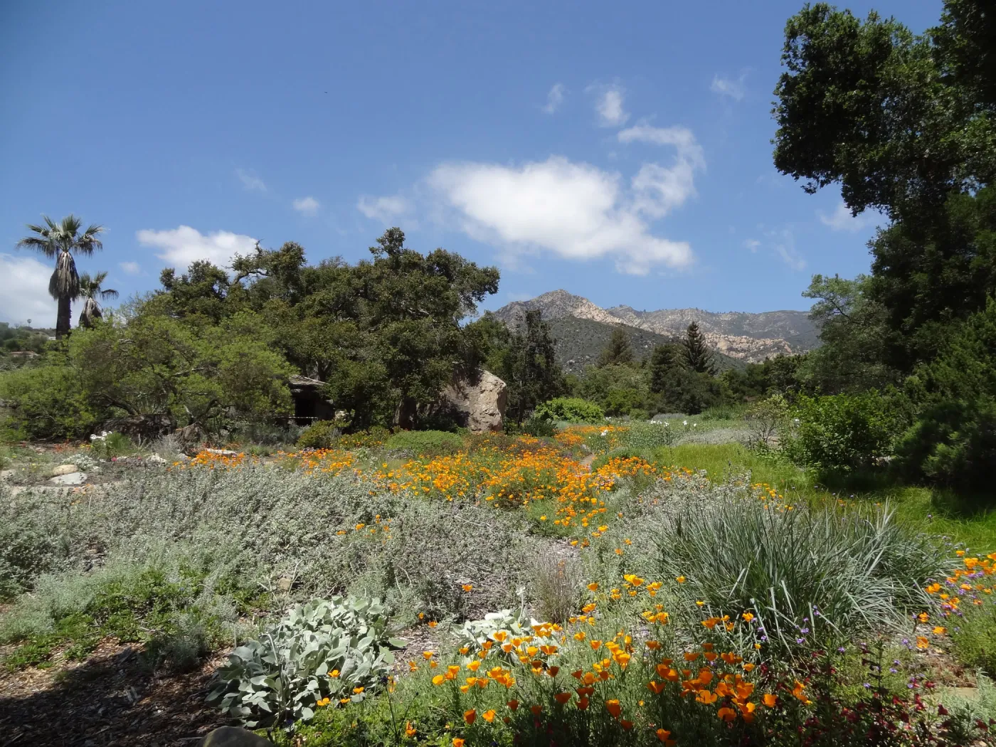 wildflowers in the lower Meadow, Spring 2012, Blaksley Boulder, view to La Cumbre Peak