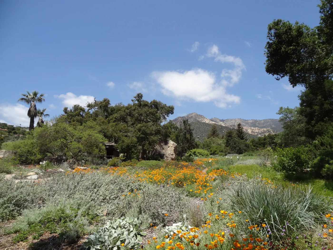 wildflowers in the lower Meadow, Spring 2012, Blaksley Boulder, view to La Cumbre Peak