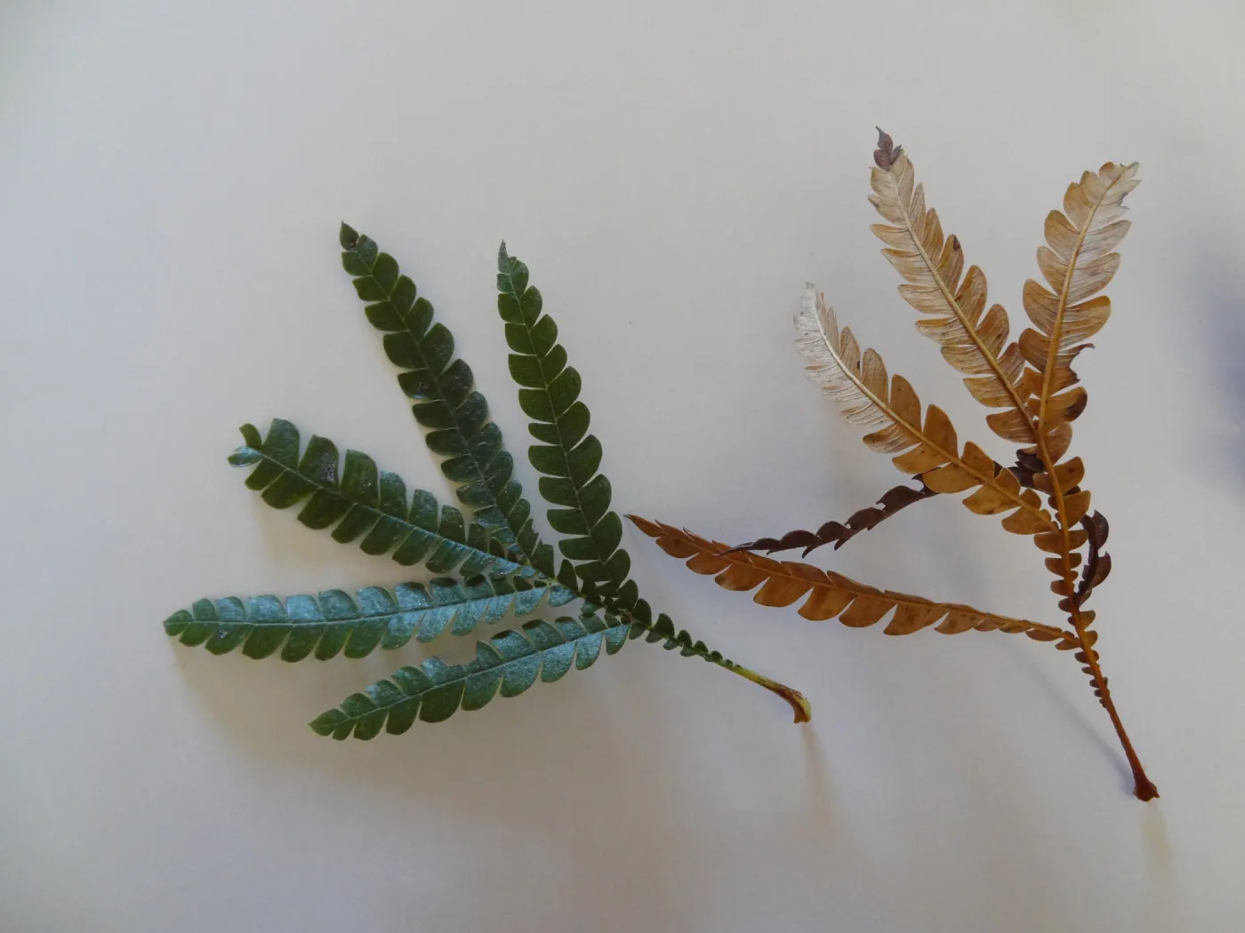 leaves as texture and pattern