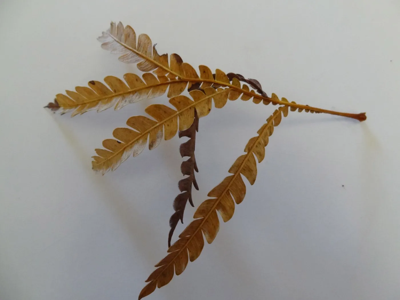 leaves as texture and pattern