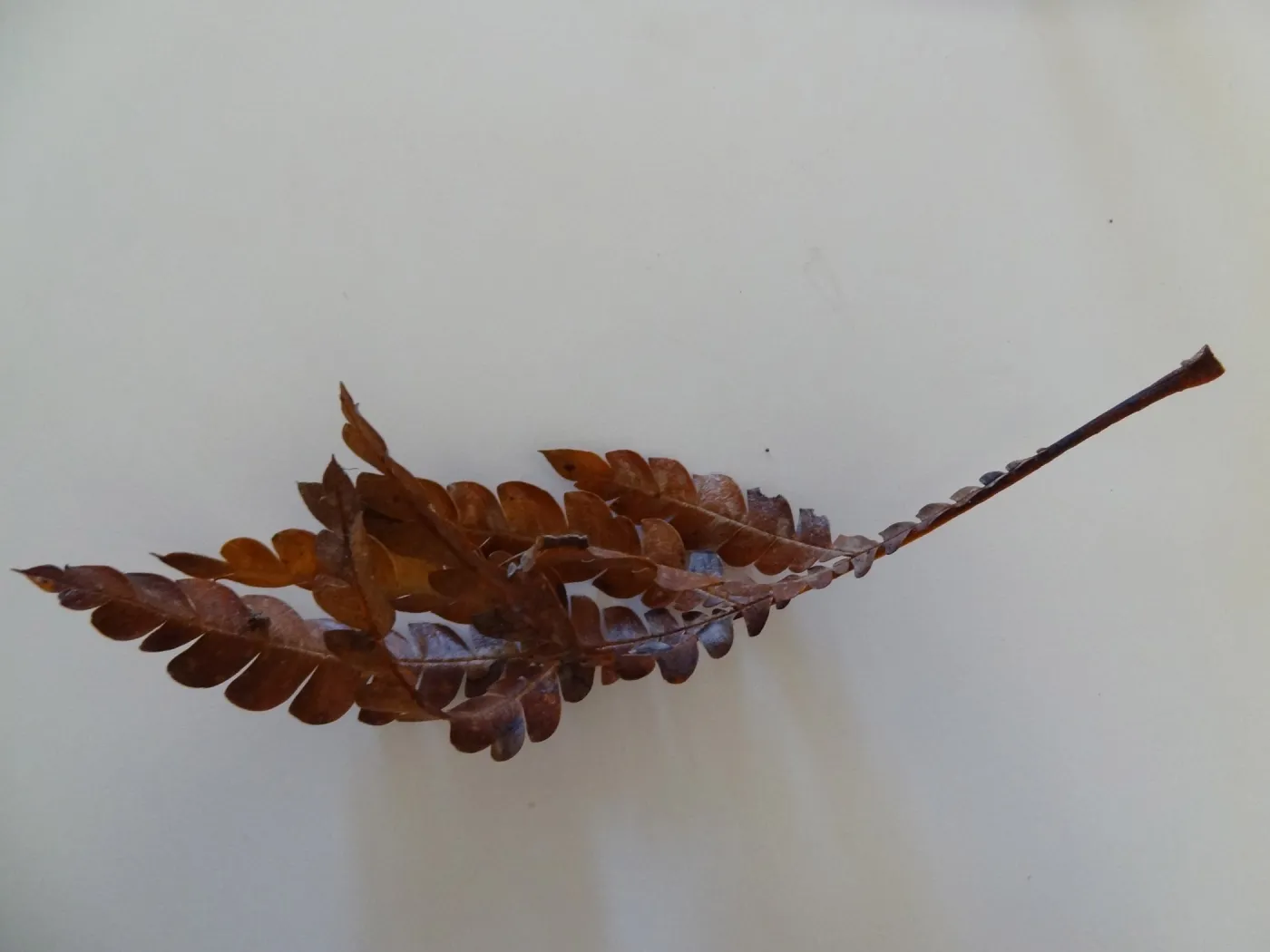 leaves as texture and pattern