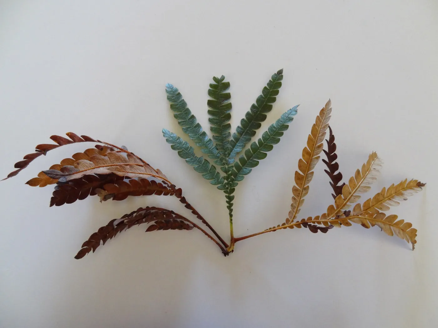 leaves as texture and pattern