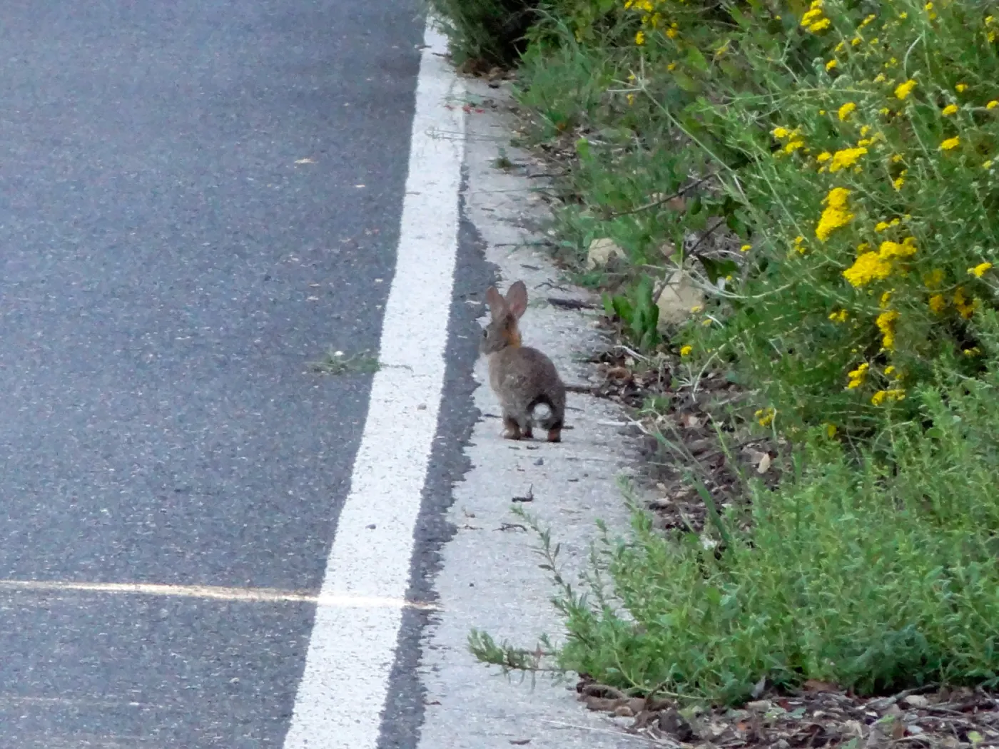 Cottontail bunny, Mission Canyon Road