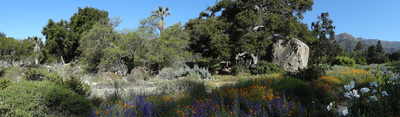 SBBG Meadow, wildflowers, Spring 2012, panorama