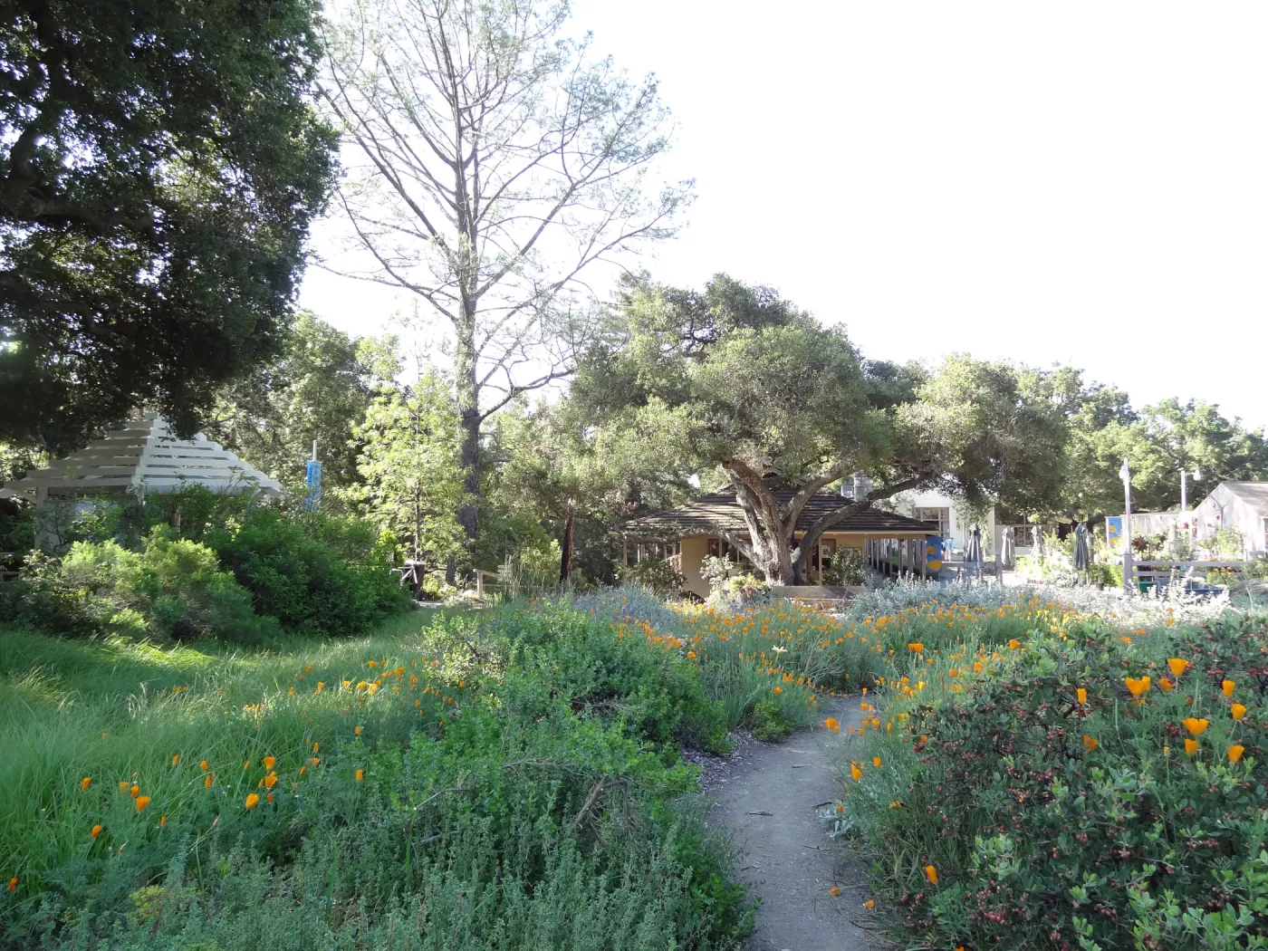 lower Meadow, amphitheater seating behind Entrance Kiosk