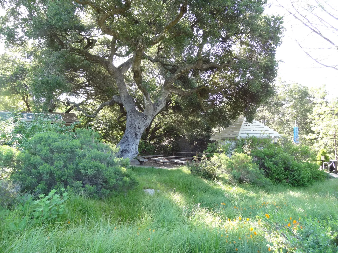 lower Meadow, amphitheater seating behind Entrance Kiosk