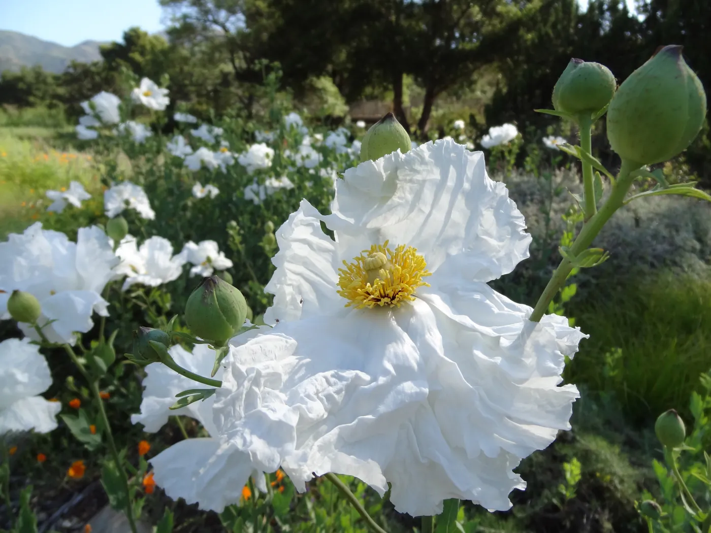 Matilia Poppies in the lower Meadow, wildflowers