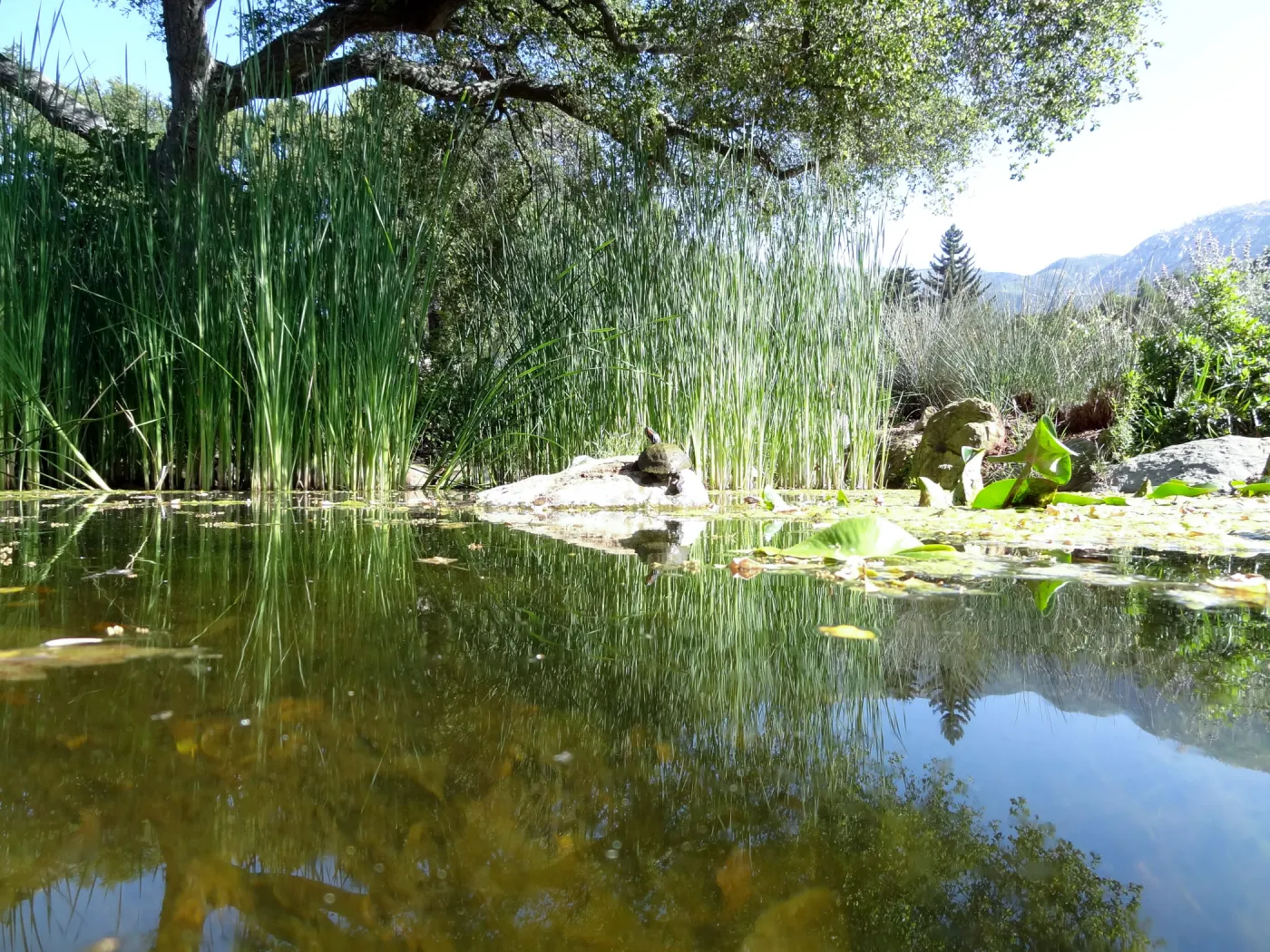 Meadow Pond, turtle