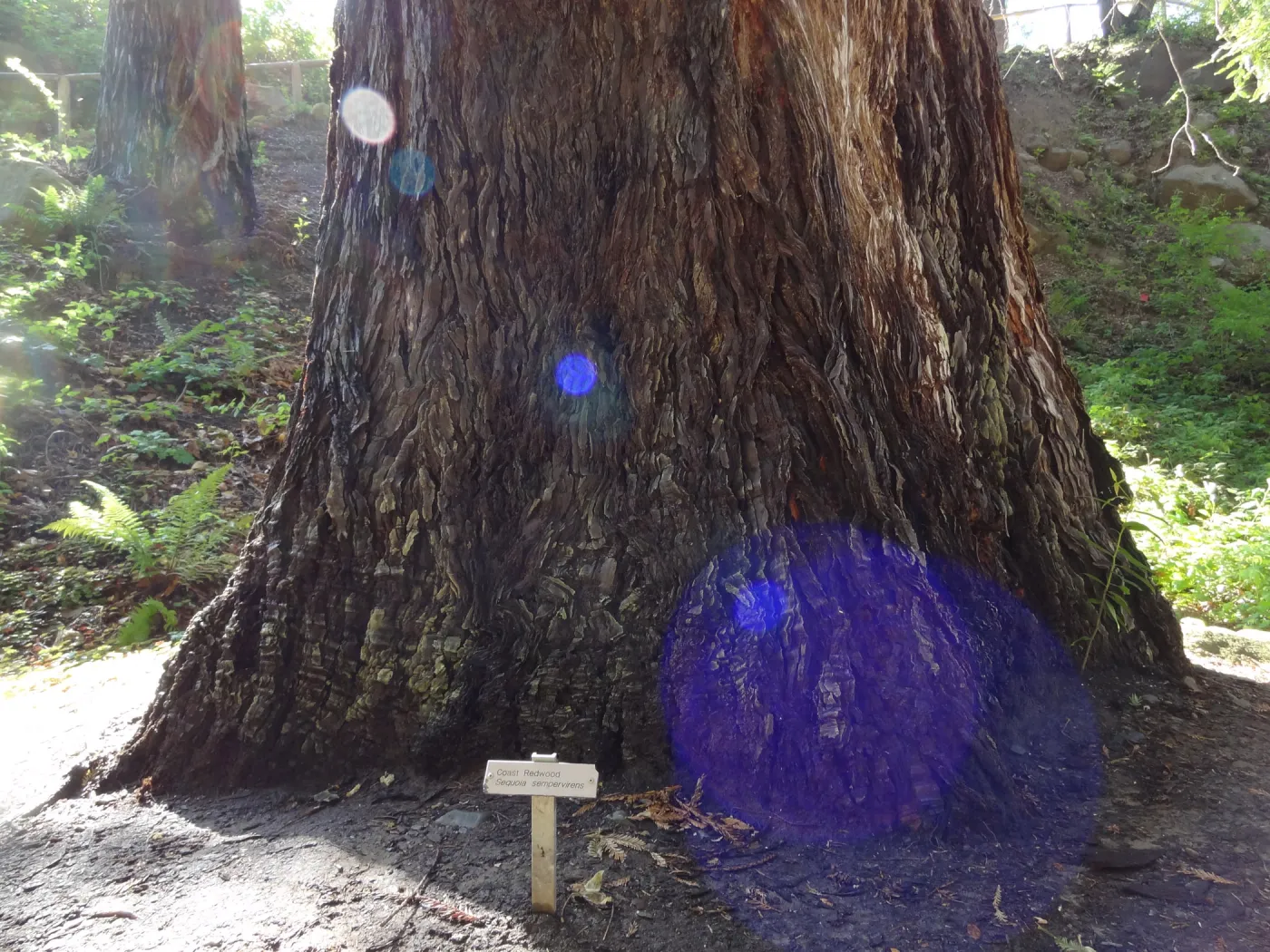 Redwood Section, base of coast redwood tree, Sequoia sempervirens
