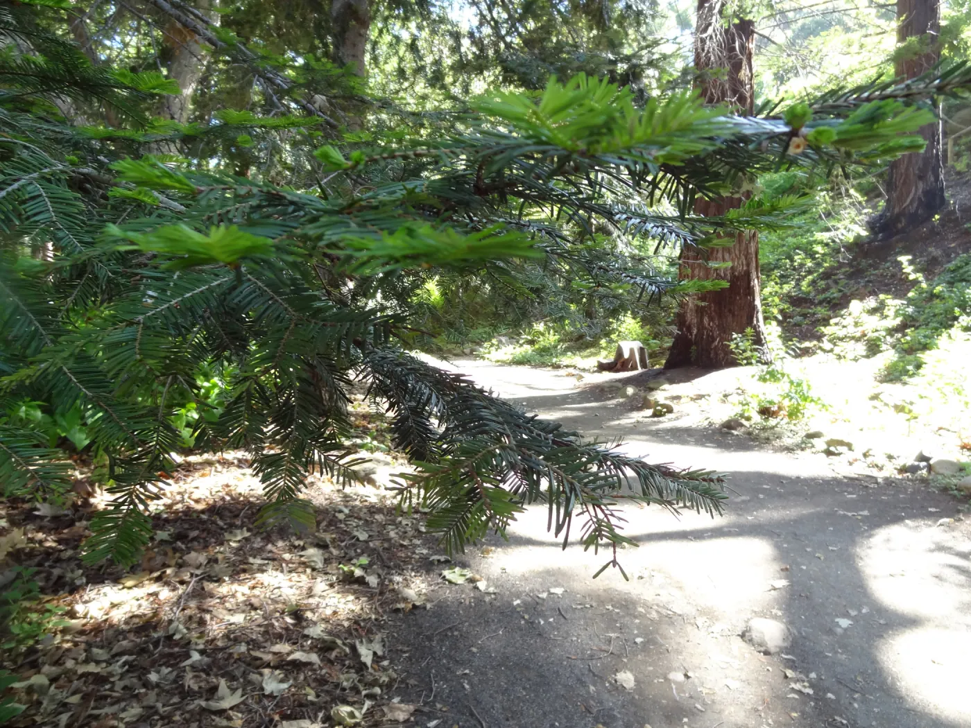 Redwood Section, leaves of coast redwood tree, Sequoia sepmervirens