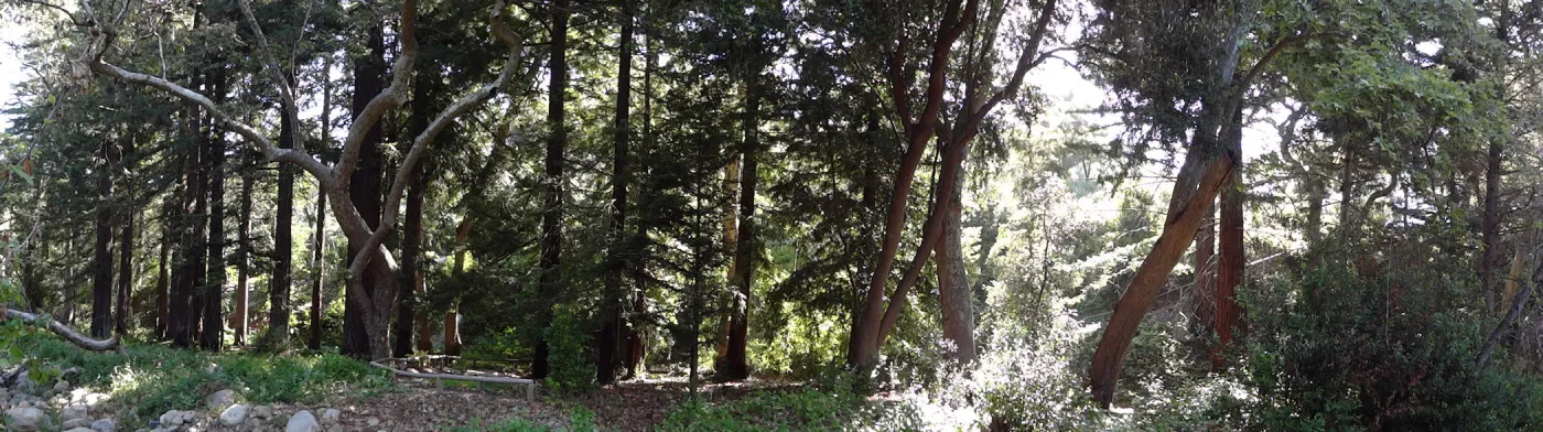 Redwood Section, panorama