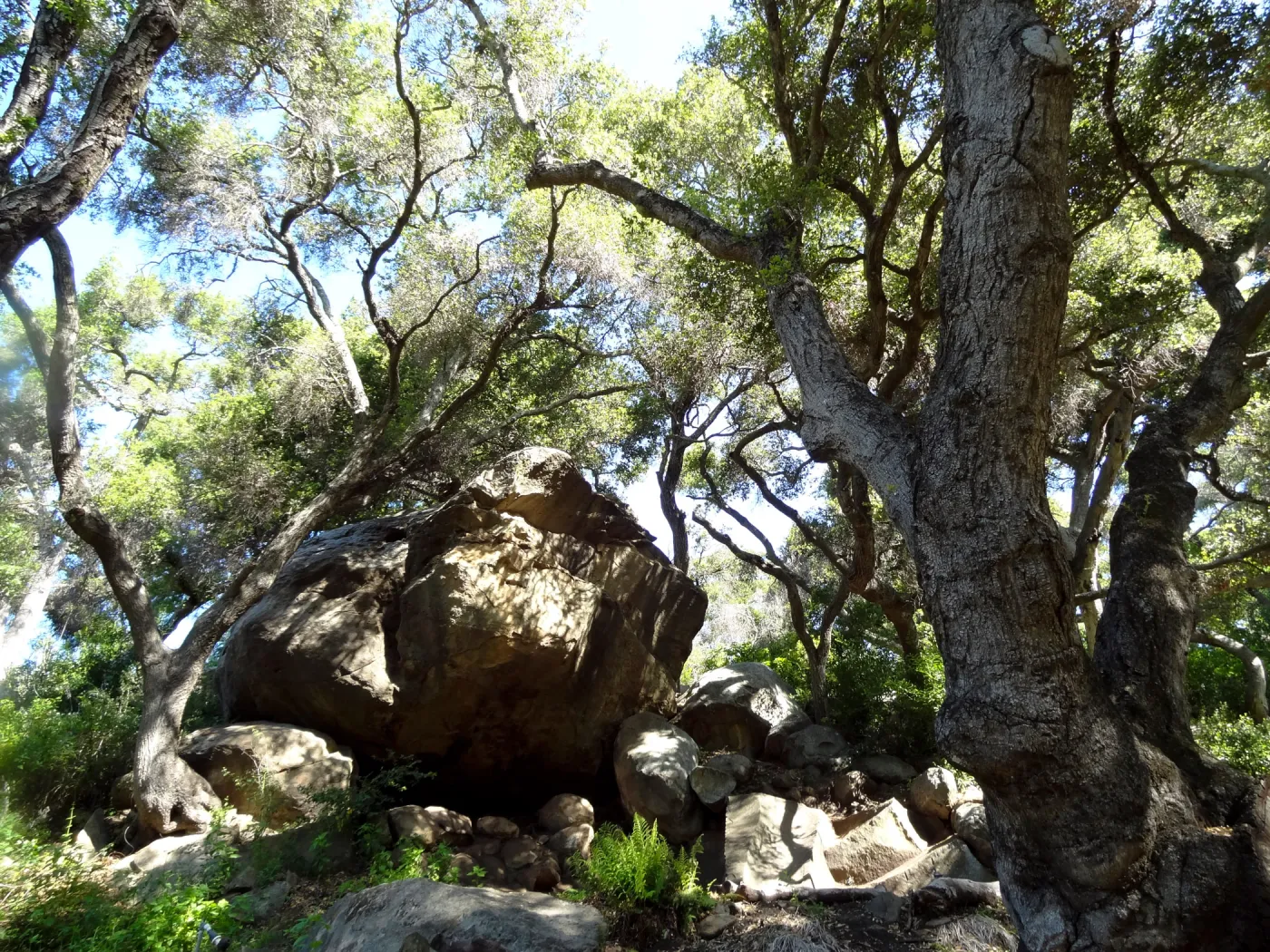 large boulder, Canyon Trail, 3 years after the Jesusita Fire