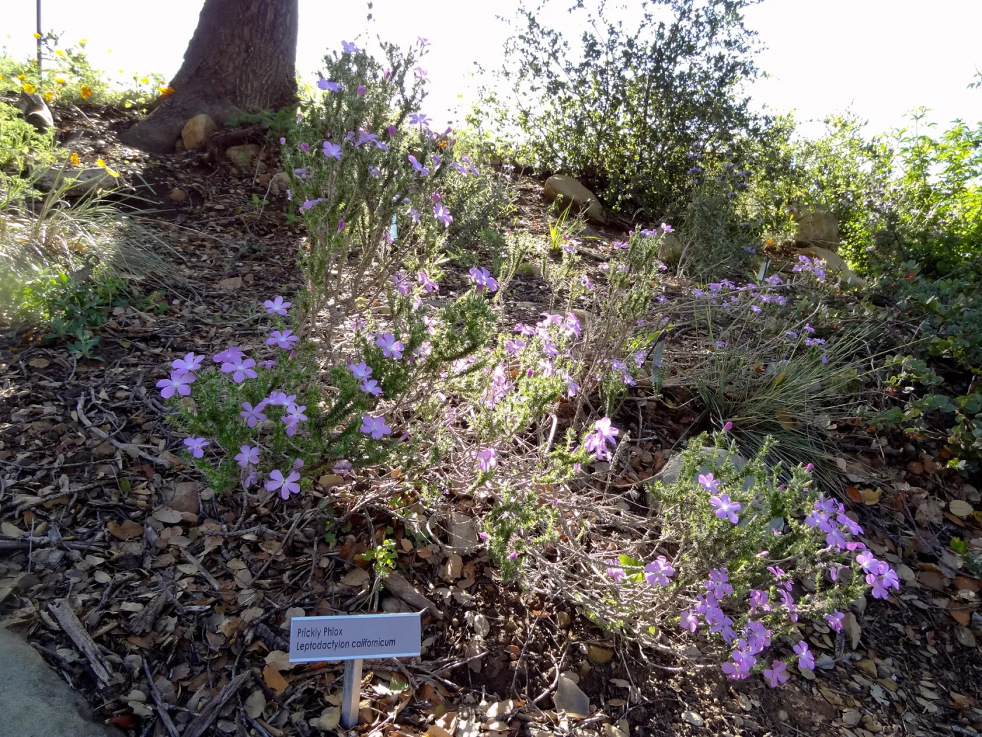 Prickly Phlox, border on east side of Meadow