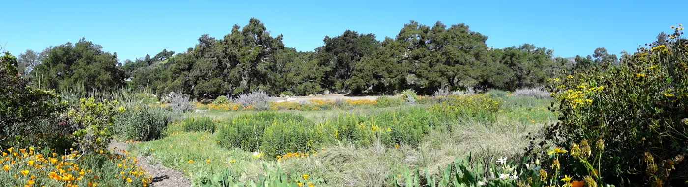 view of Meadow and Meadow Oaks from east side of Meadow