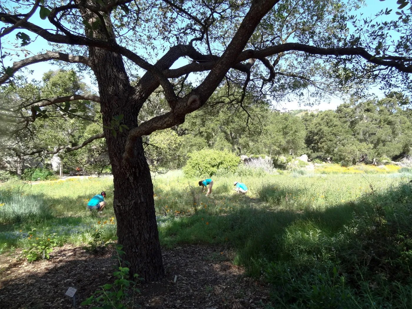 Citrix volunteers, Dirty Hands Brigade, Meadow