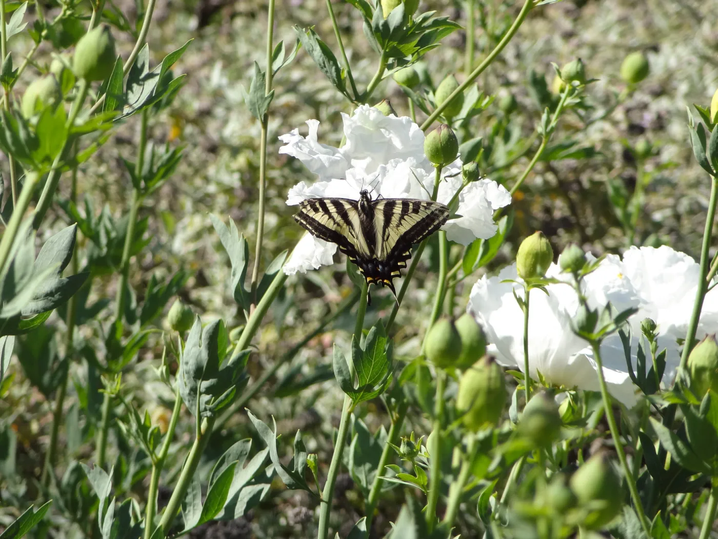 Swallowtail butterfly on matilija poppy flower, SBBG Meadow
