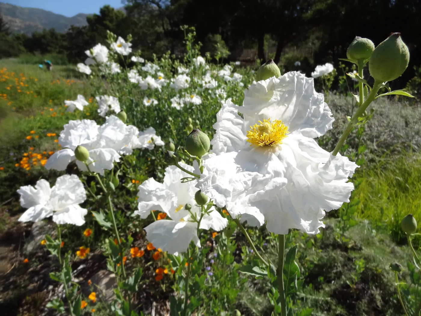 Matilija poppies in bloom in the lower Meadow