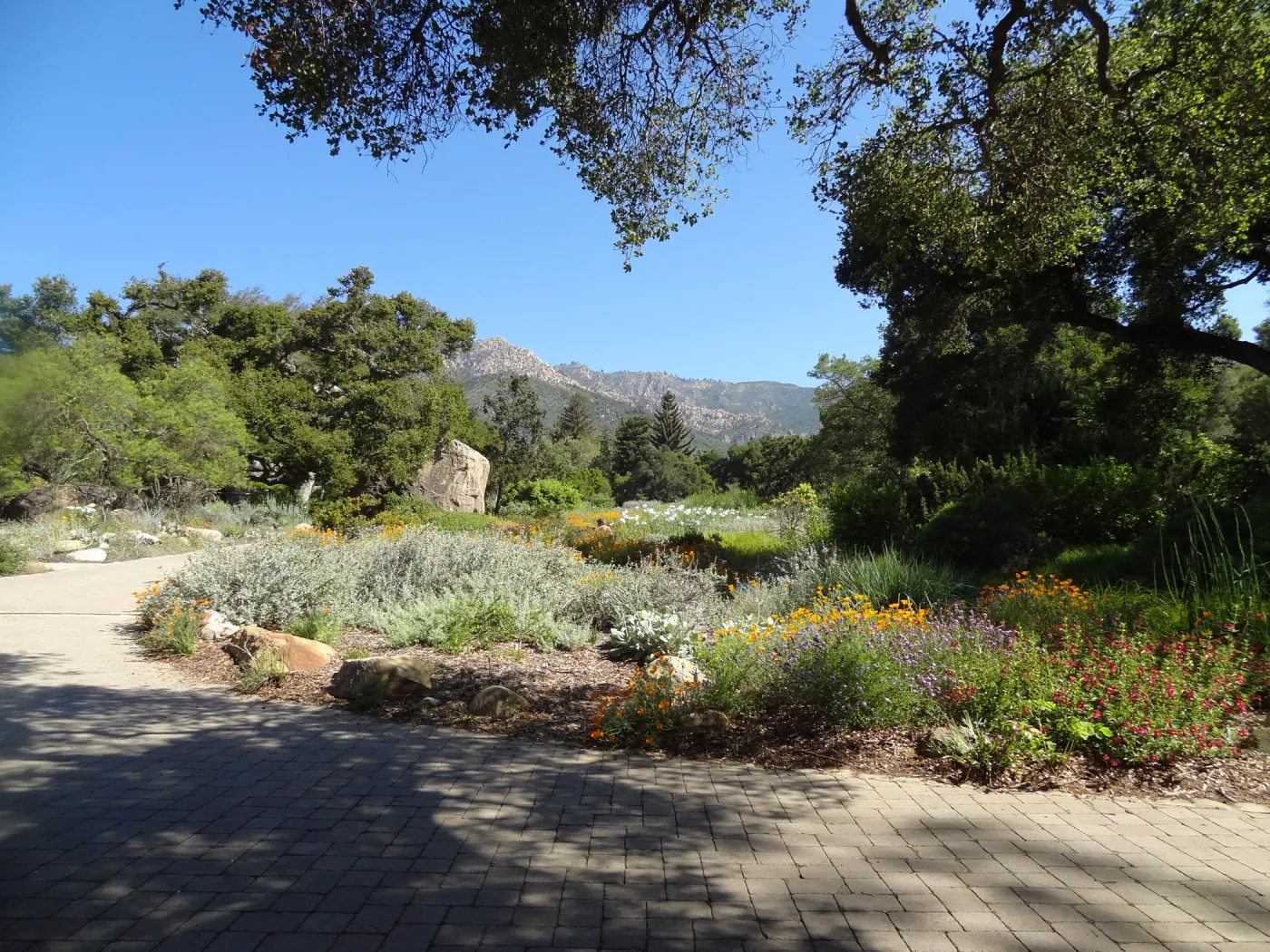 view from entrance oak to Blaksley Boulder and to the mountains, wildflowers inthe MEadow