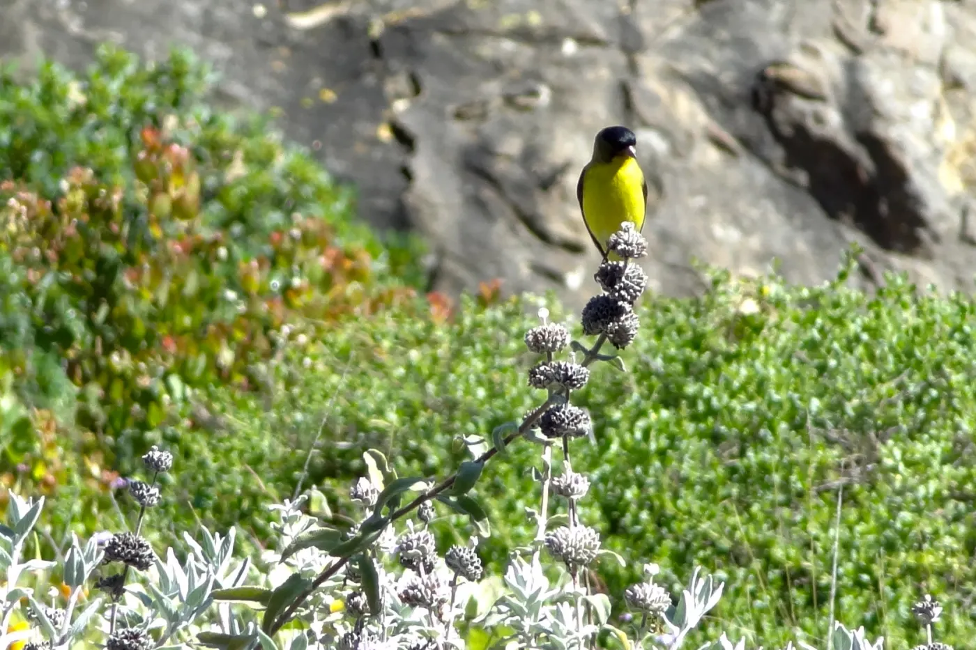 Lesser goldfinch perched on Salvia (sage) inflorescence, lower Meadow, SBBG, close up