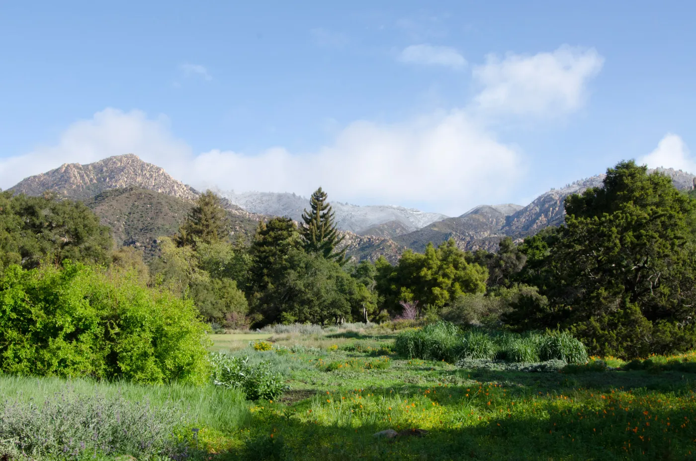 Snow on the mountains above SBBG Meadow, wildflowers, spring 2012