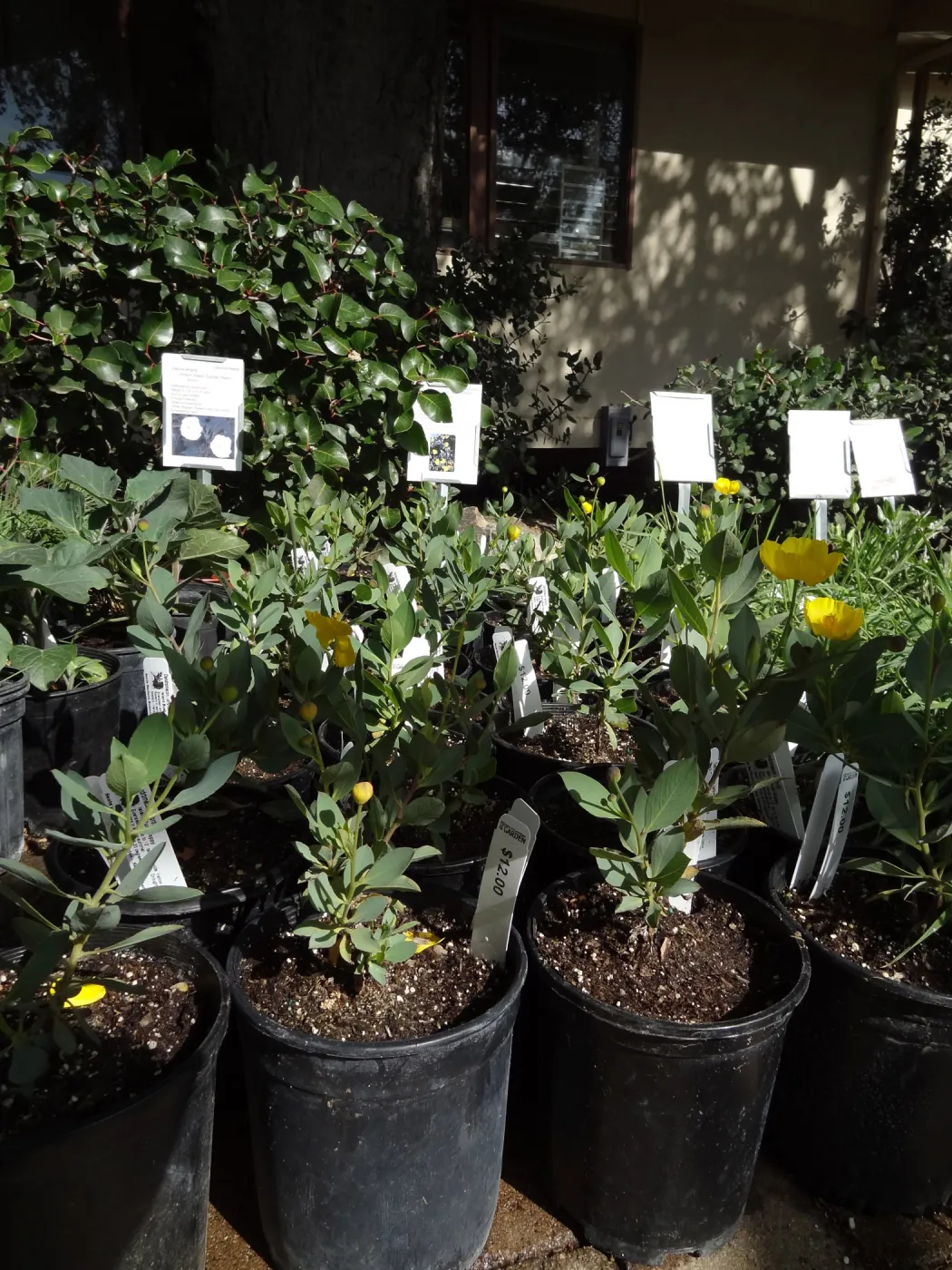 Dendromecon plants in pots, SBBG Spring Plant Sale 2012