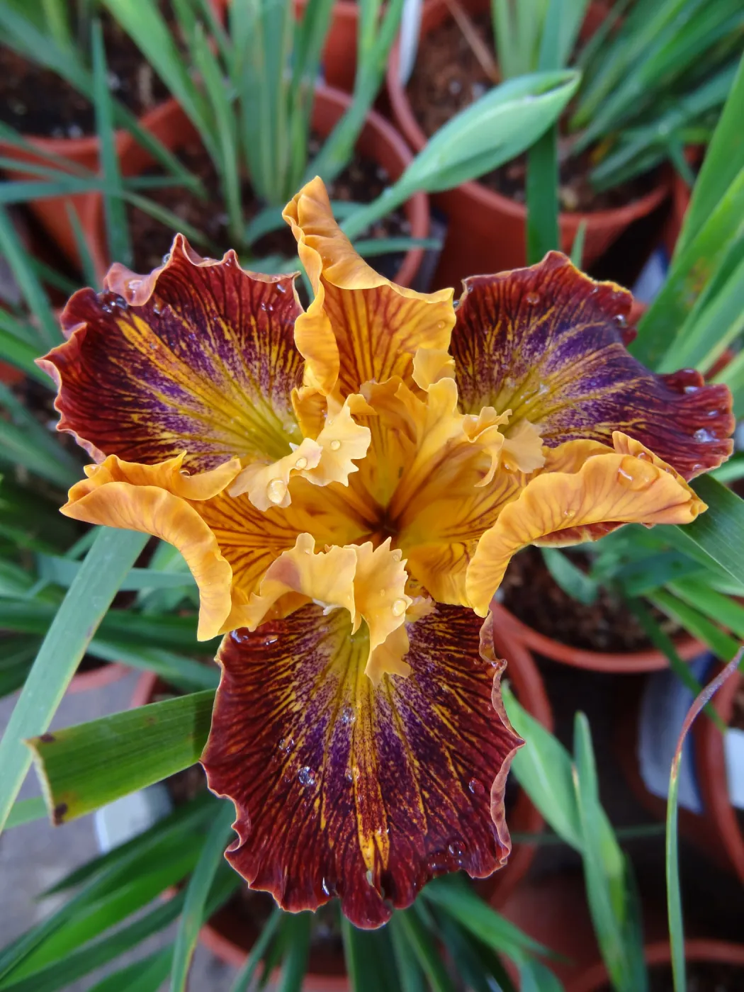 Lines That Rhyme, Pacific Coast Hybrid Iris, SBBG Spring Plant Sale 2012