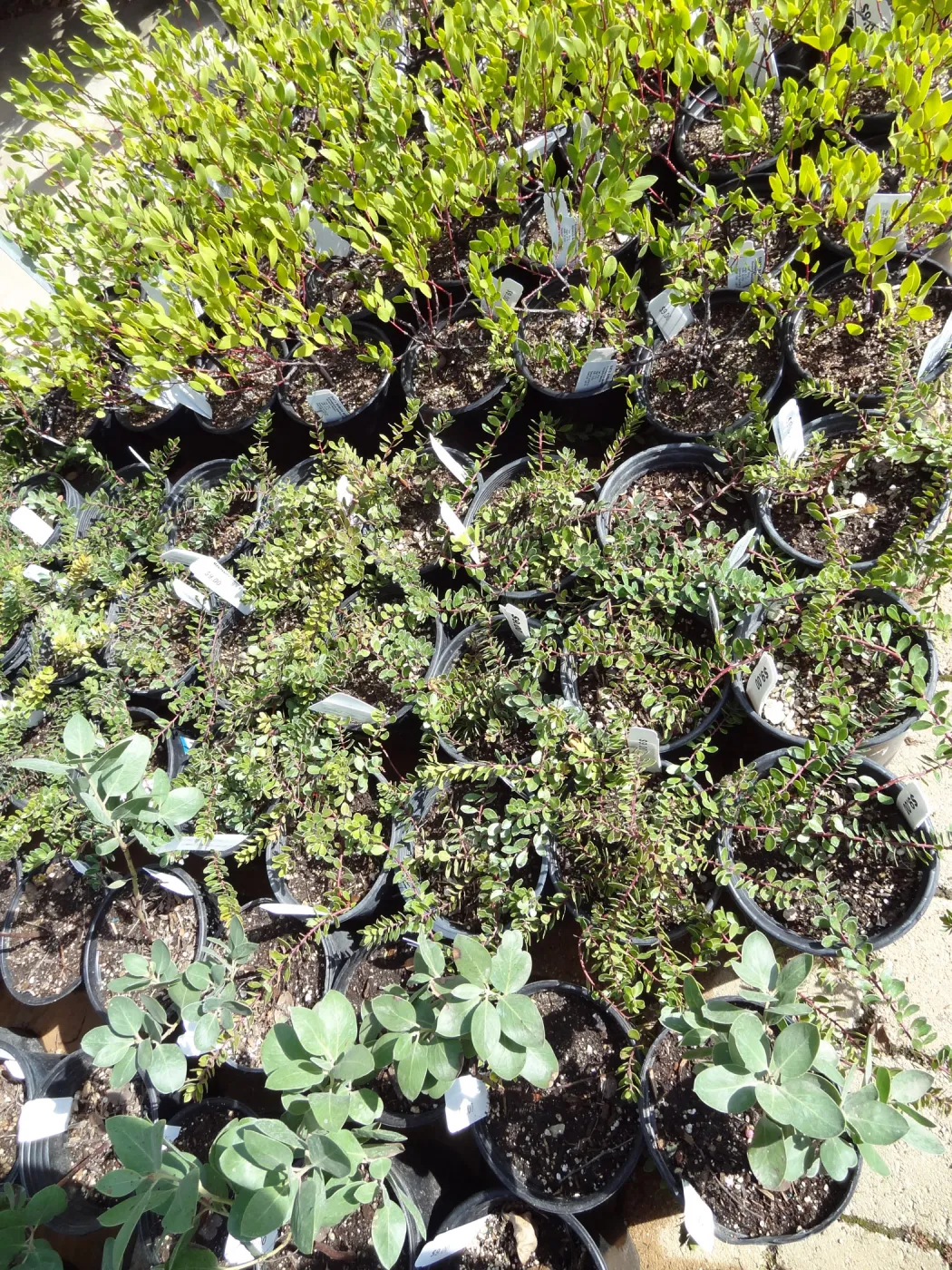 rows of potted plants in the Courtyard, SBBG Spring Plant Sale 2012