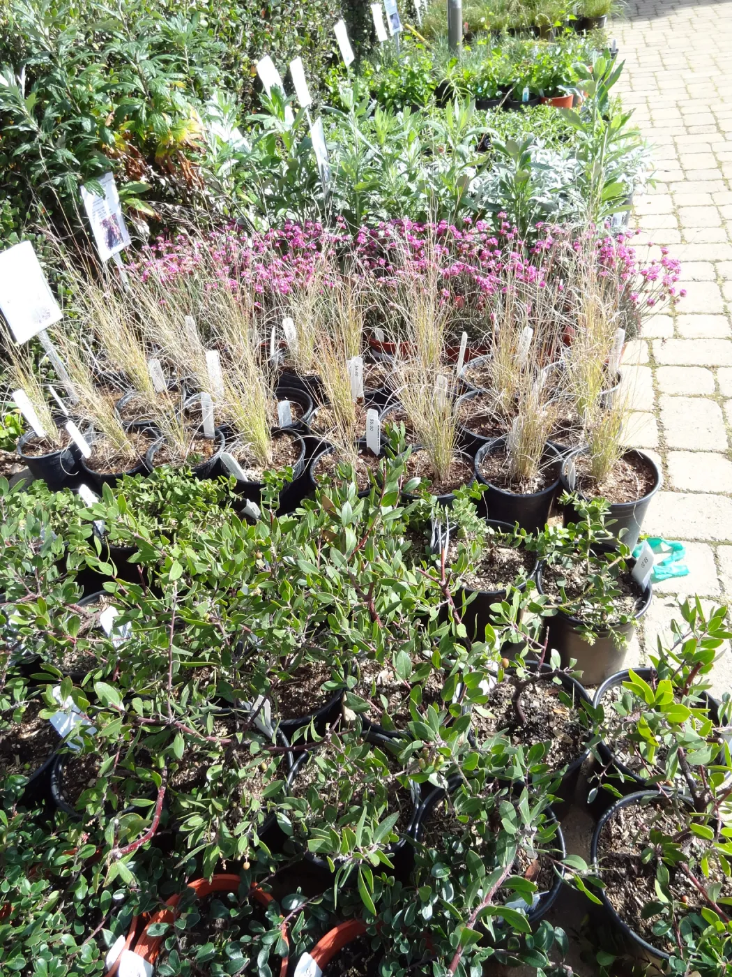 rows of potted plants in the Courtyard, SBBG Spring Plant Sale 2012