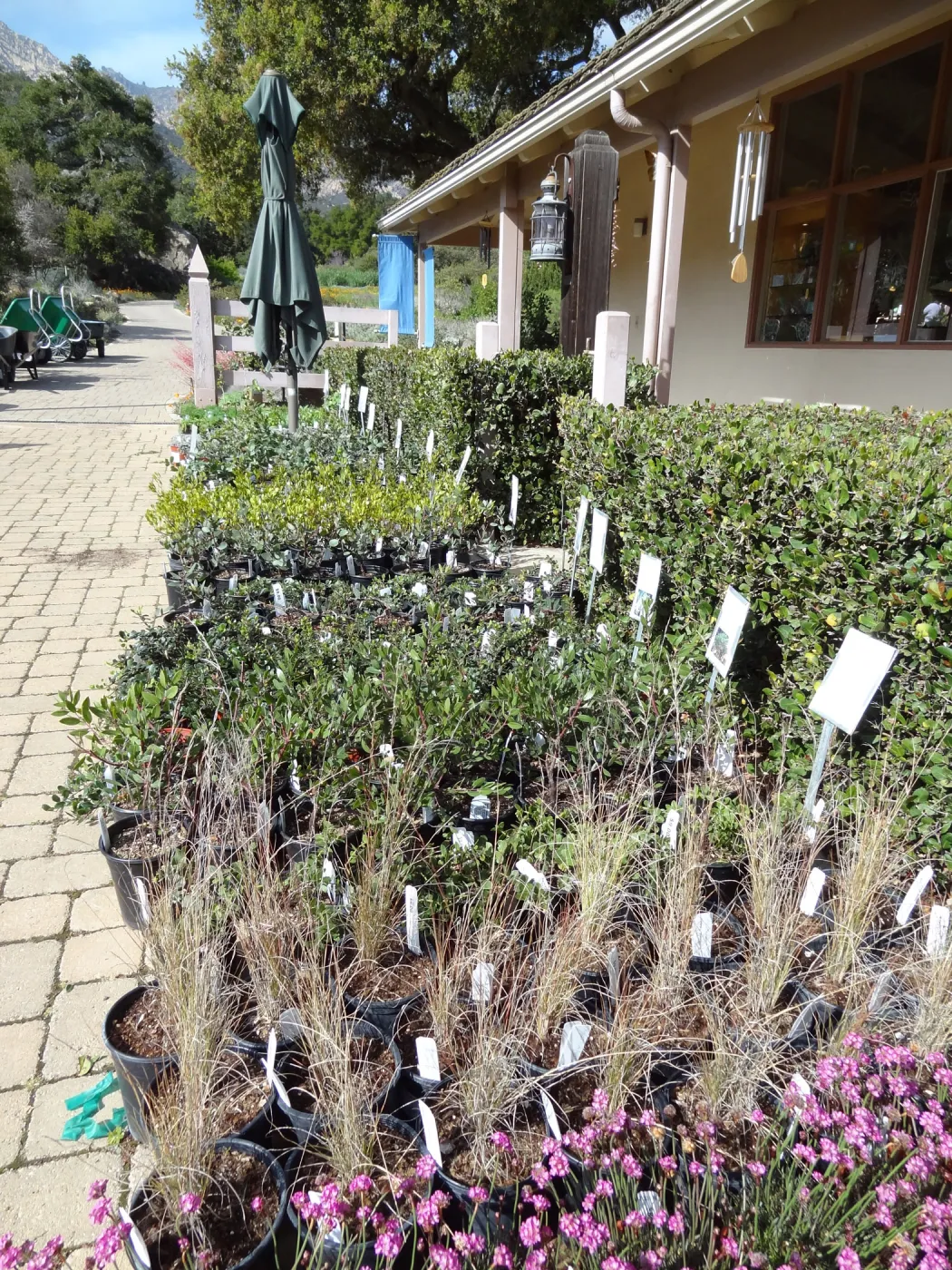 rows of potted plants in the Courtyard, SBBG Spring Plant Sale 2012