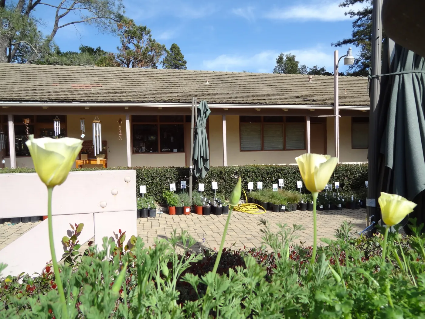 SBBG Spring Plant Sale 2012