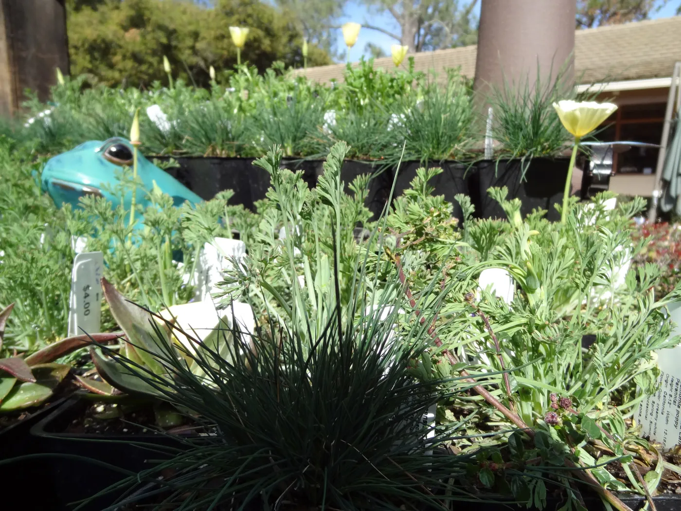 frog decorations, SBBG Spring Plant Sale 2012