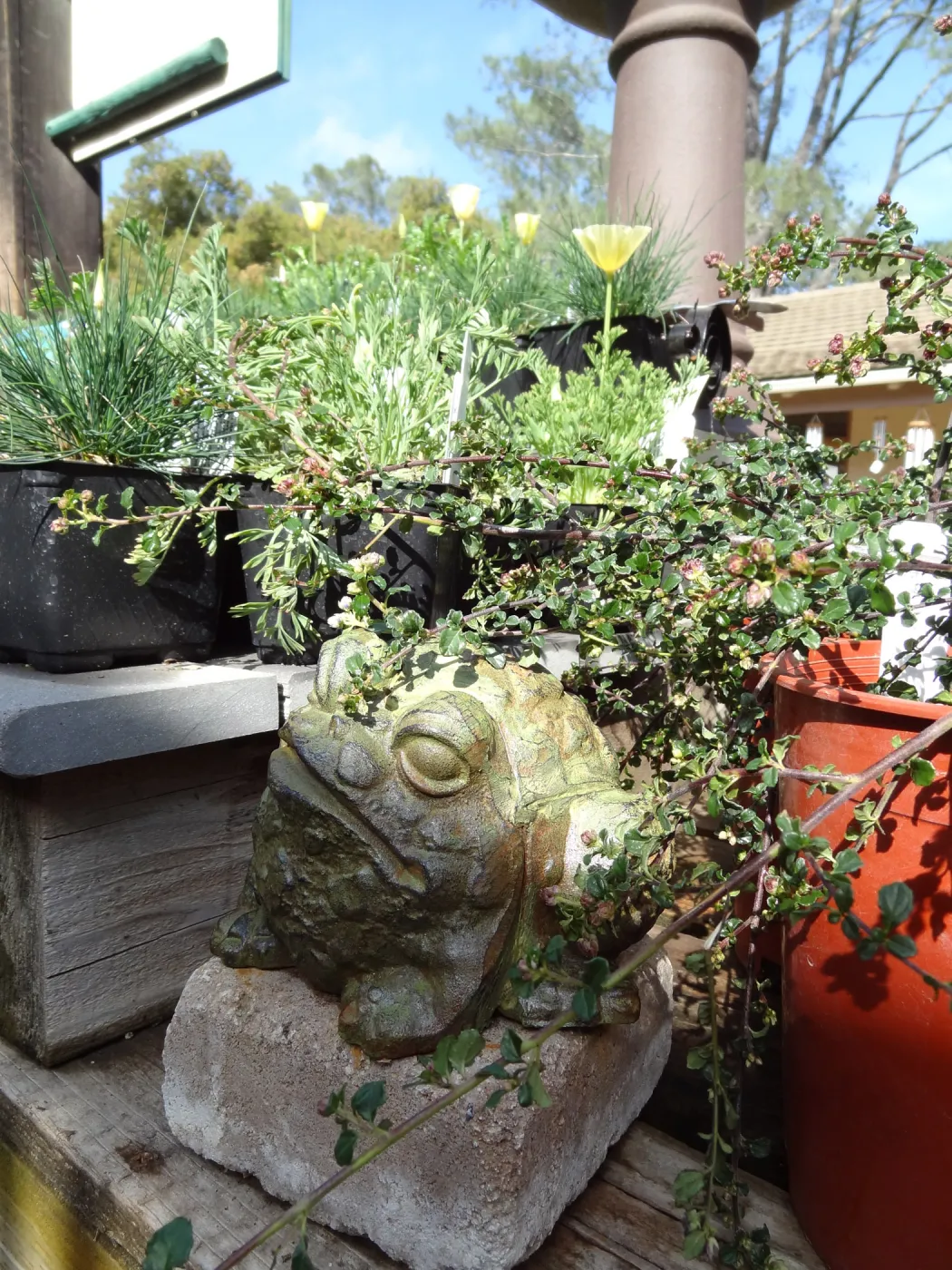 frog decoration, SBBG Spring Plant Sale 2012