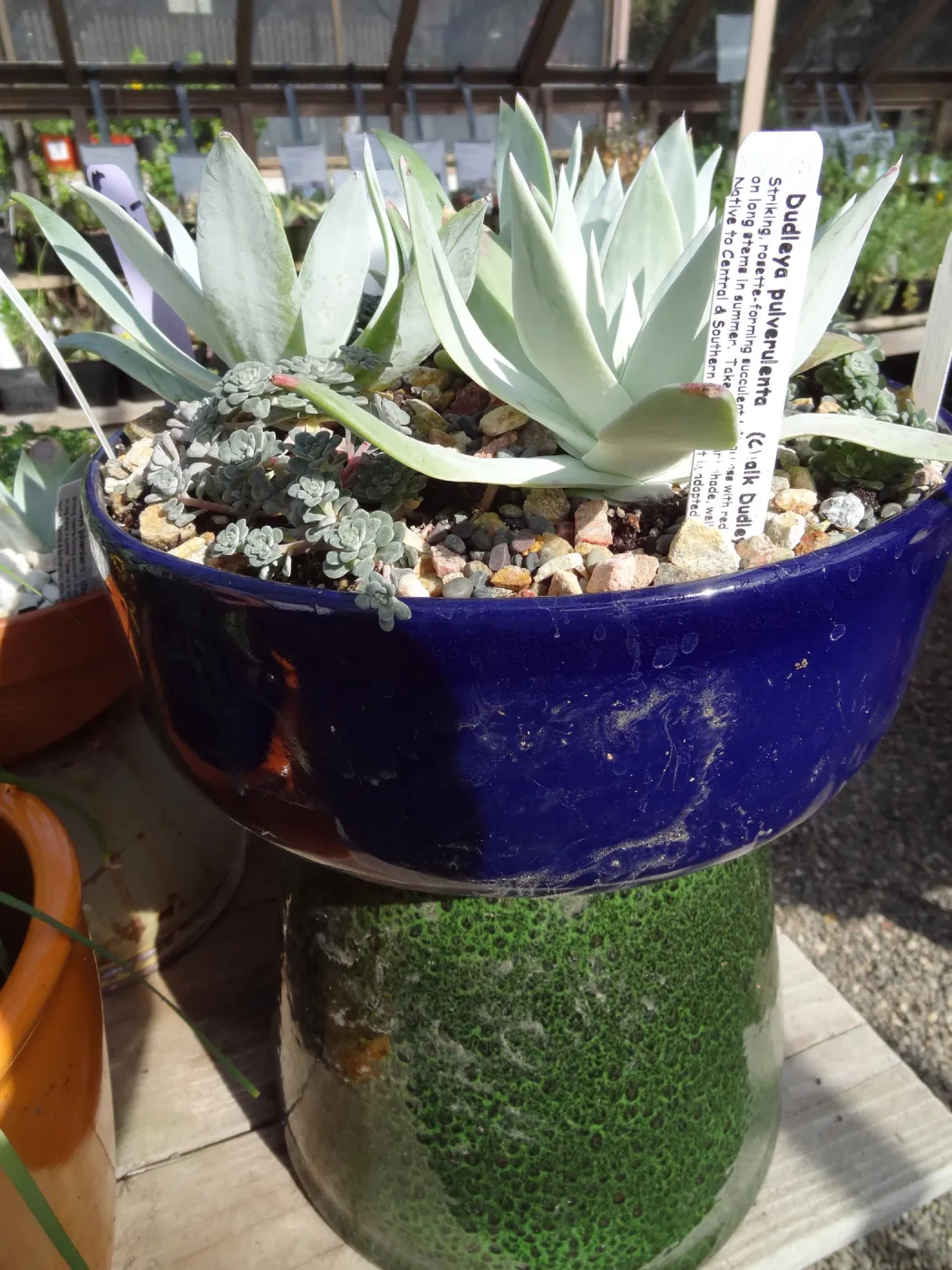 Succulent plants in pots, SBBG Spring Plant Sale 2012
