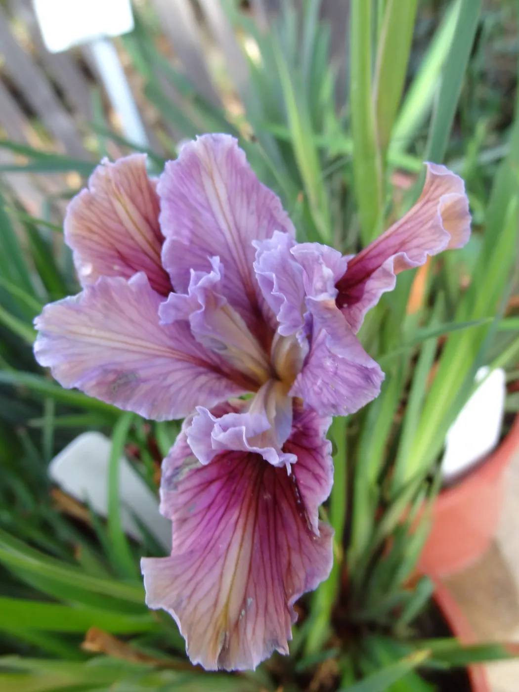 Pacific Coast Hybrid Iris, SBBG Spring Plant Sale 2012