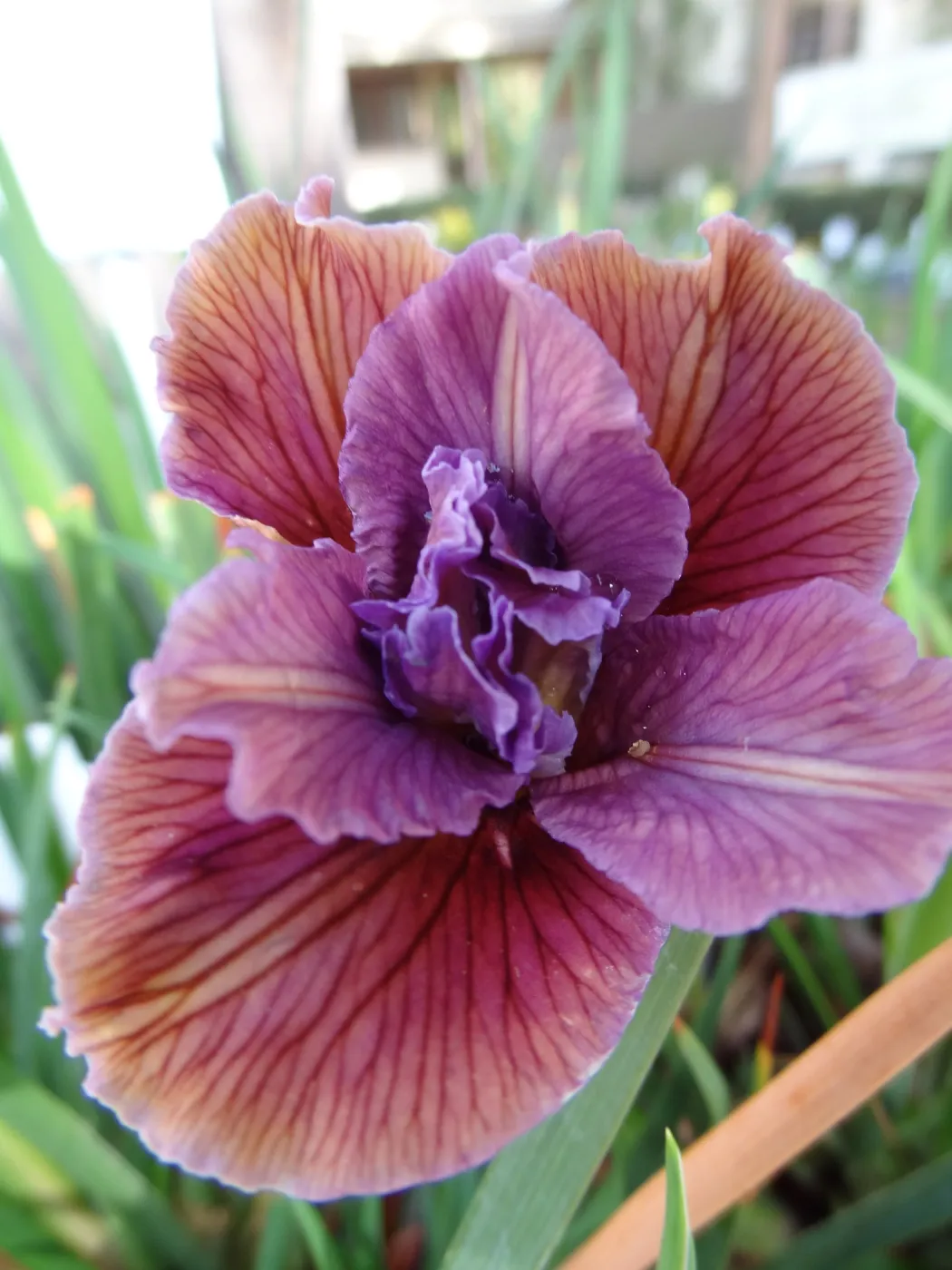 Pacific Coast Hybrid Iris, SBBG Spring Plant Sale 2012