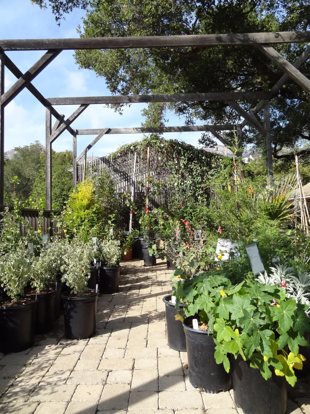 large pots, Garden Terrace, SBBG Spring Plant Sale 2012